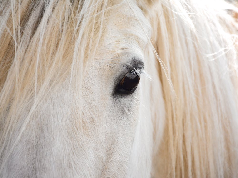 Blonde Horse Hair