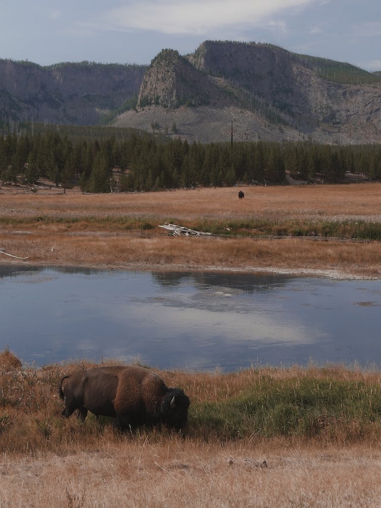 Bison Along Creek
