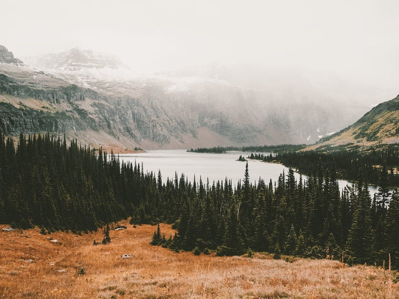Forest Lake View