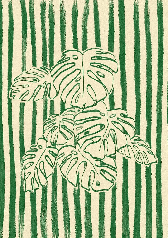 Monstera Plant