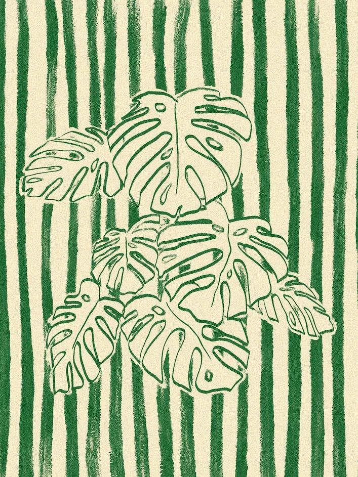 Monstera Plant