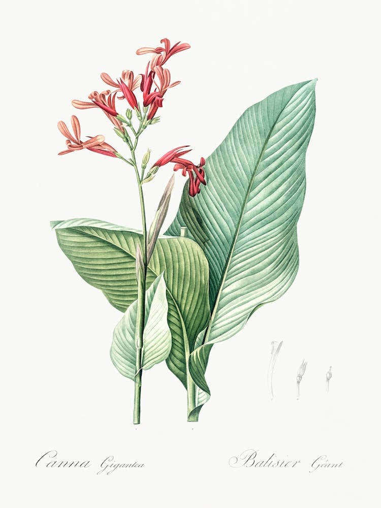 Canna Lily Illustration From Les Liliacées (1805), Pierre Joseph Redoute