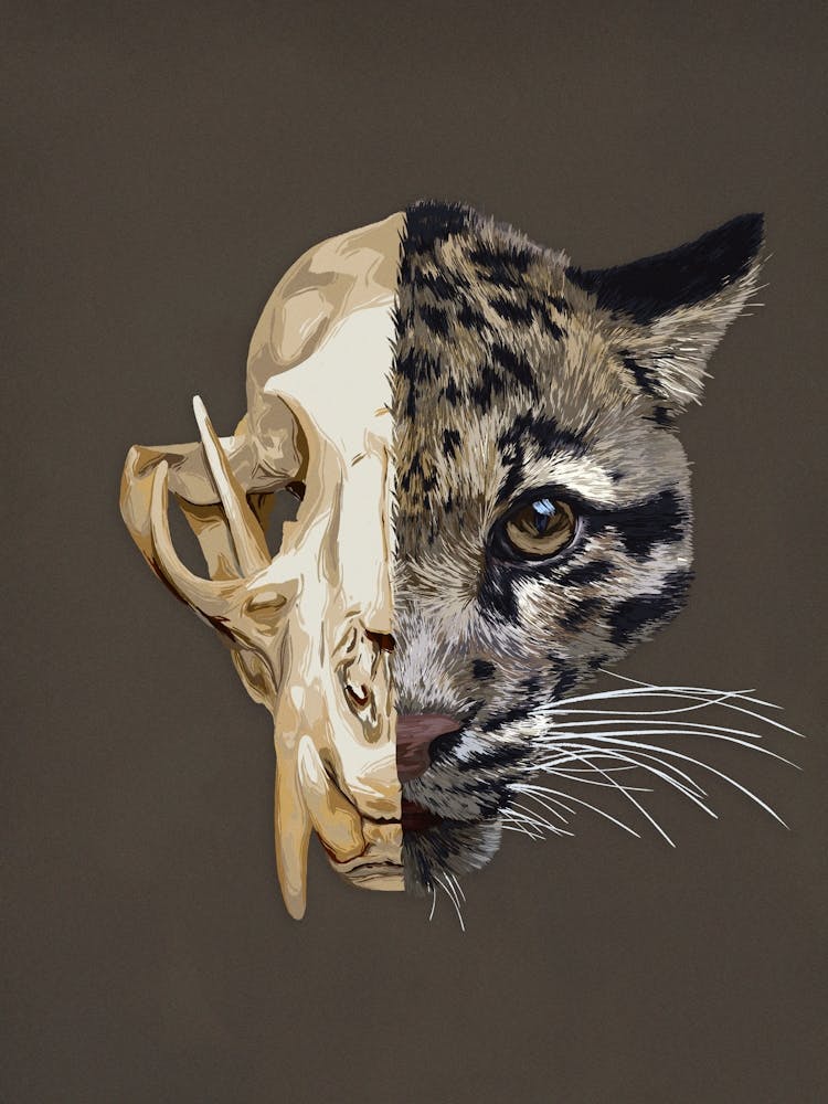 Clouded Leopard Skull