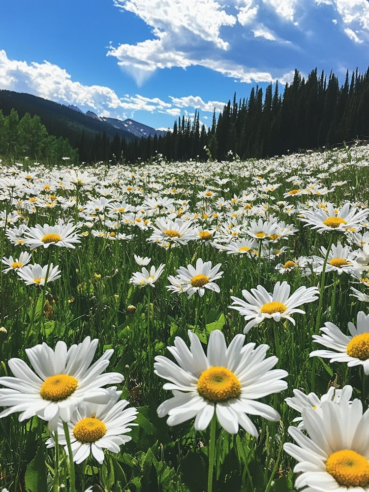 Daisy Field