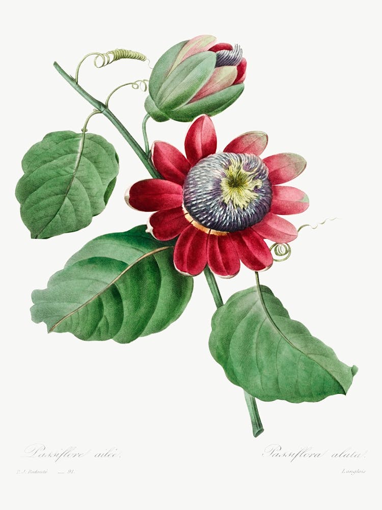 Passiflore Ailee (1827), Pierre Joseph Redoute