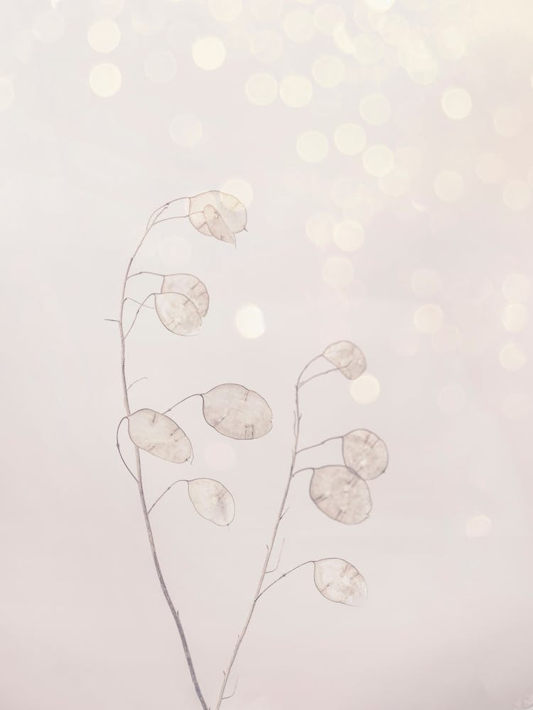 Beauty Of Nature Winter Dream