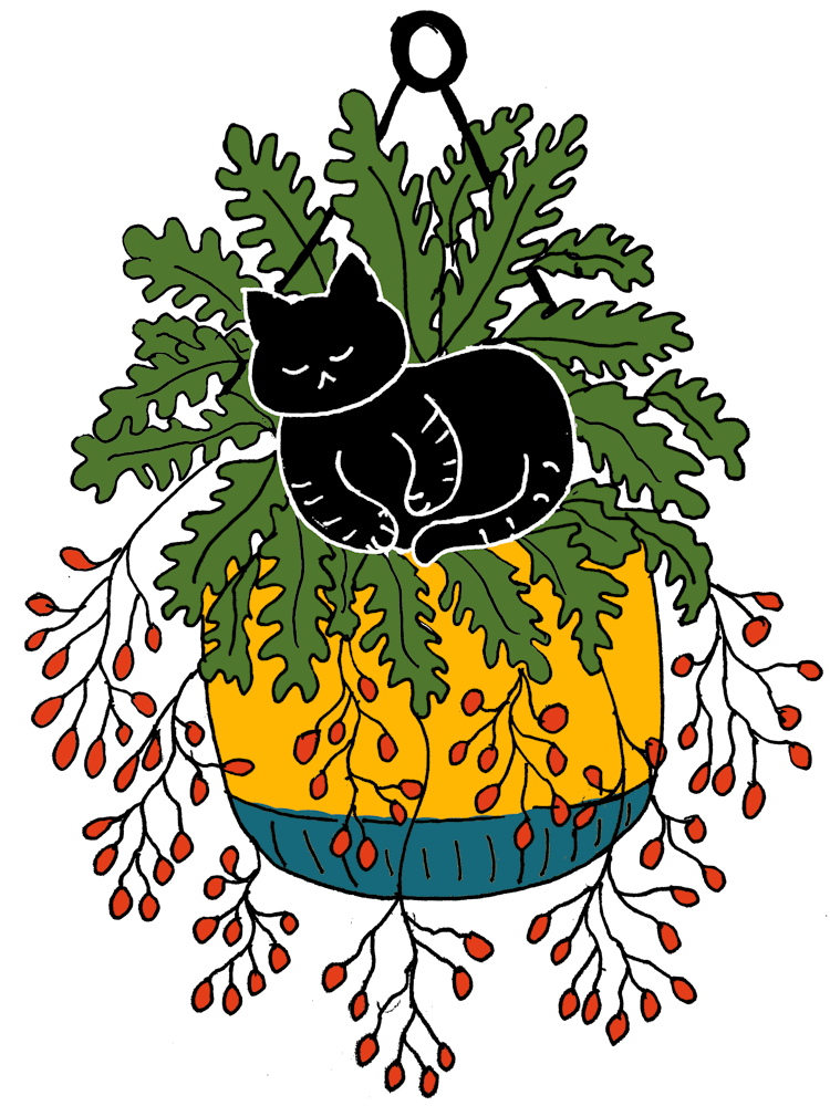 Black Cat Sleeping In A Hanging Yellow Plant Pot Big Leaves And Red Berry Fruits Beautiful Aesthetic Design 1