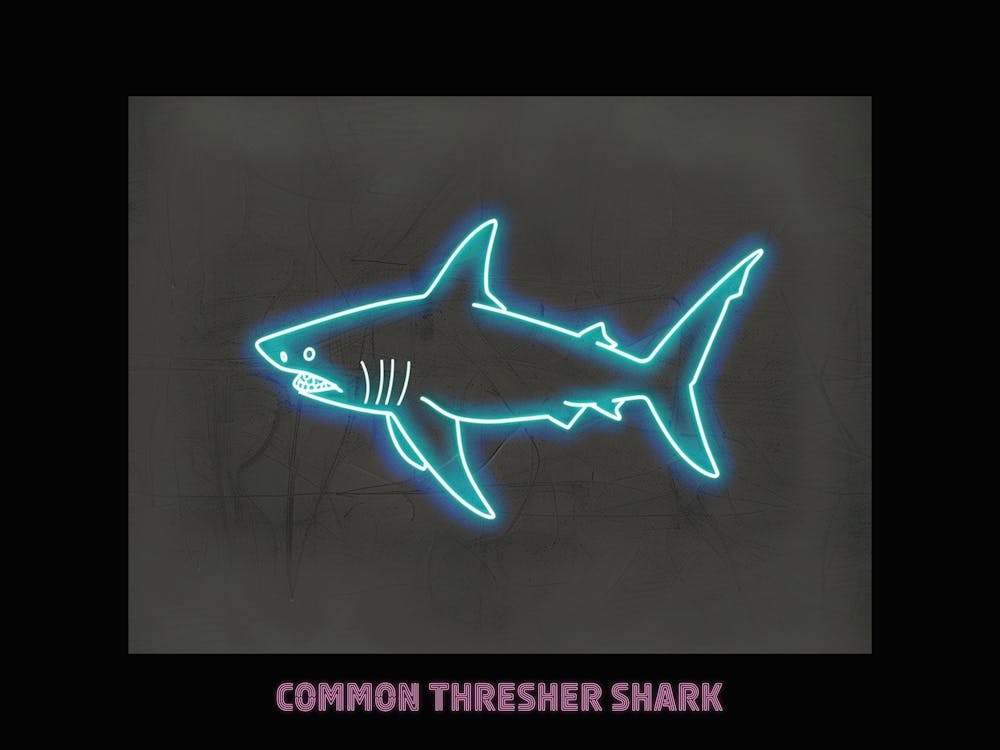 Neon Pink Blue Common Thresher Shark Poster 1