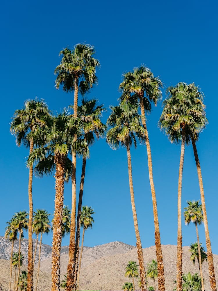 Palm Springs Palms 4