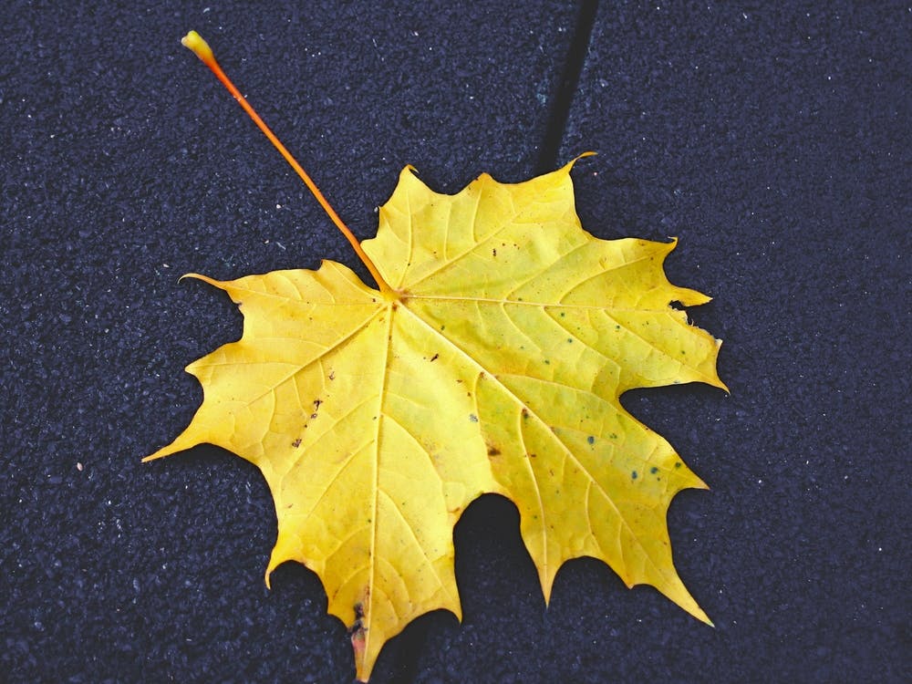 Autumn Leaf