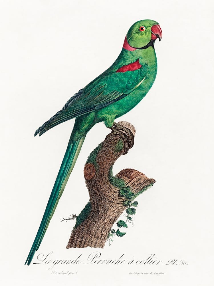 The Rose Ringed Parakeet From Natural History Of Parrots, Francois Levaillant 2