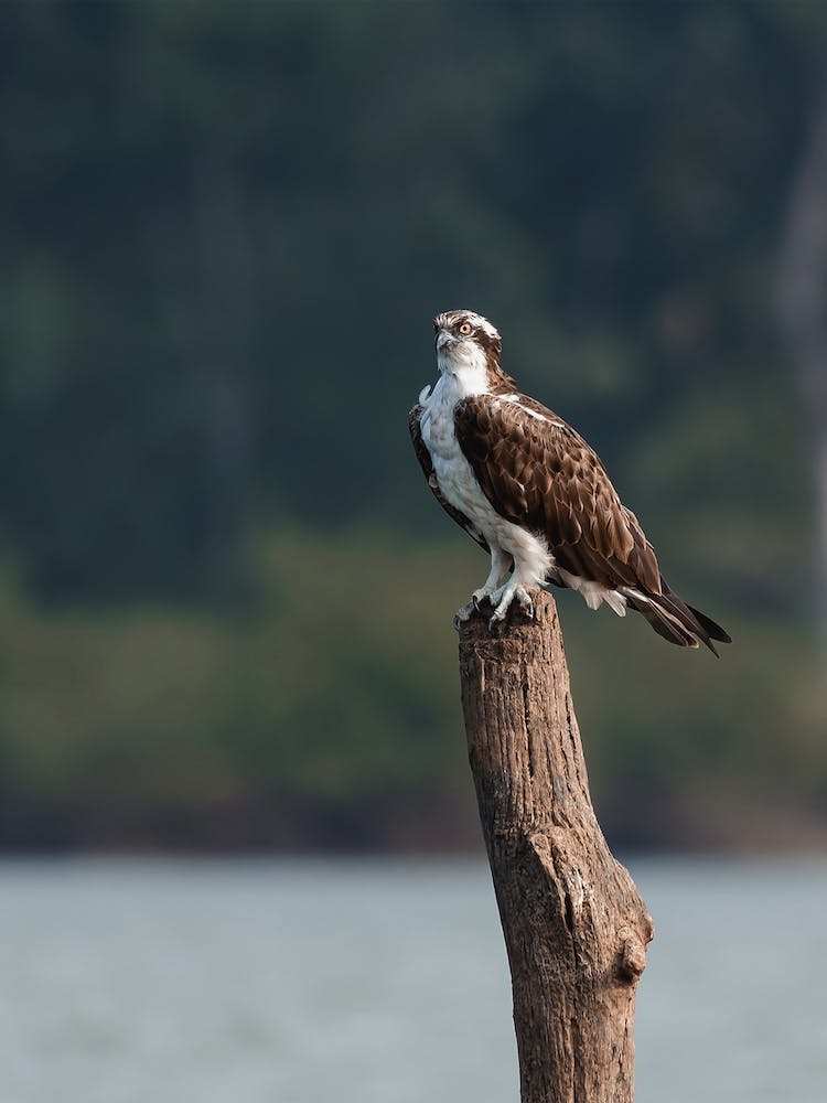 Osprey On Log