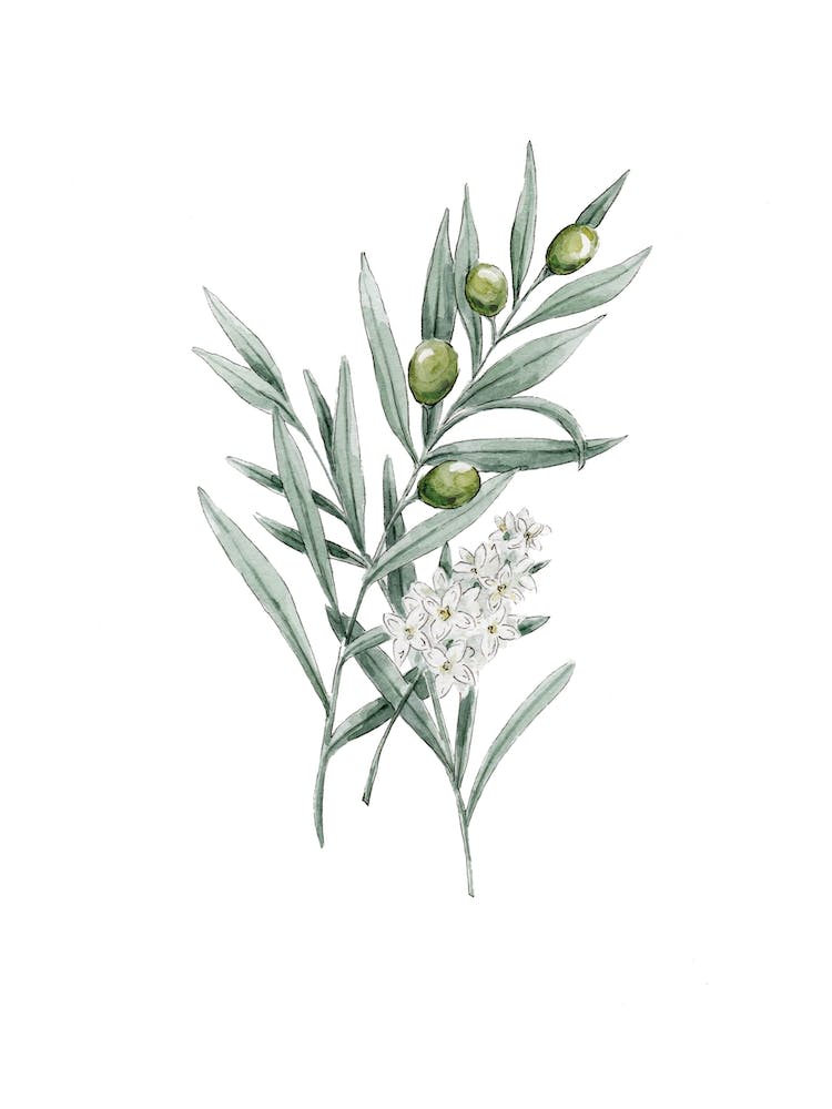 Olive Branch In Watercolor