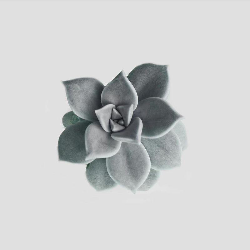 Fleur