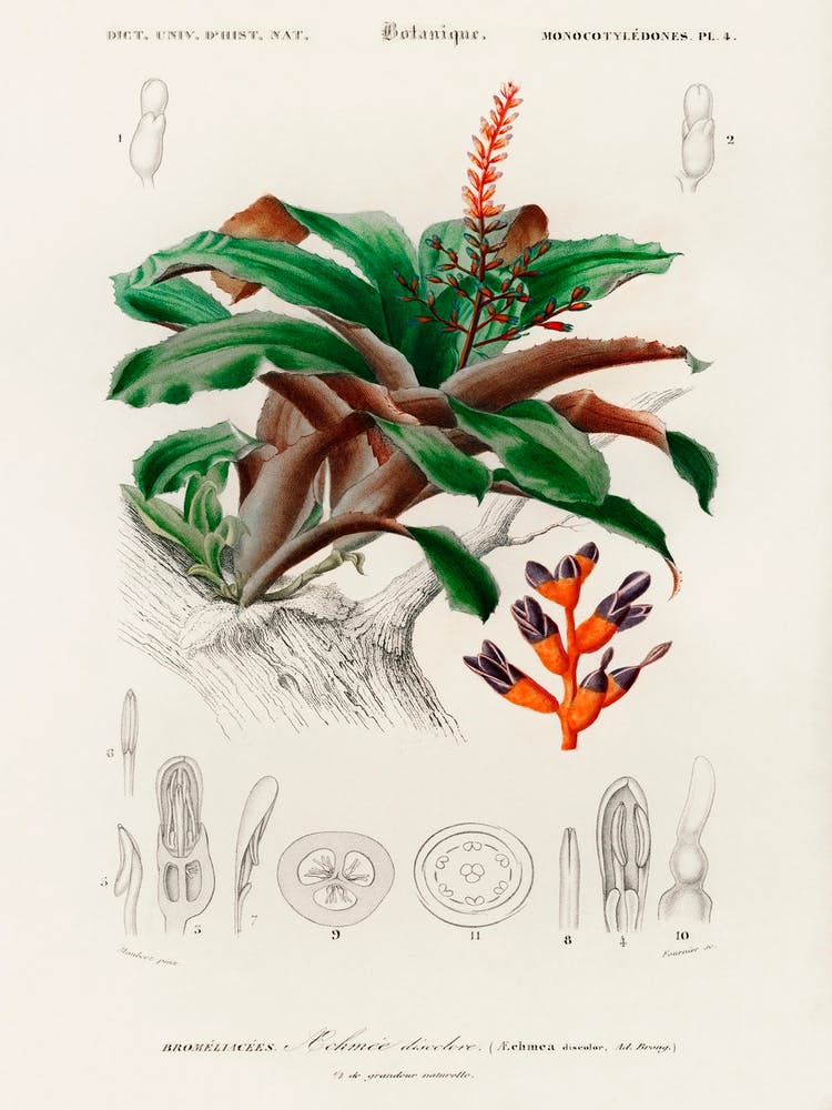 Bromeliad (Aechmea Discolor), Charles Dessalines D'Orbigny