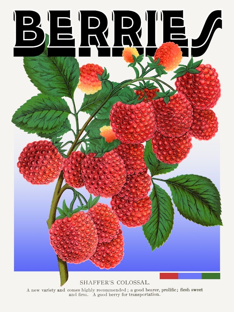Berries Raspberries Shaffers Colossal Graphic Wall Art Vintage Unique Eclectic