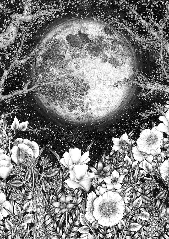 Midnight in the Garden