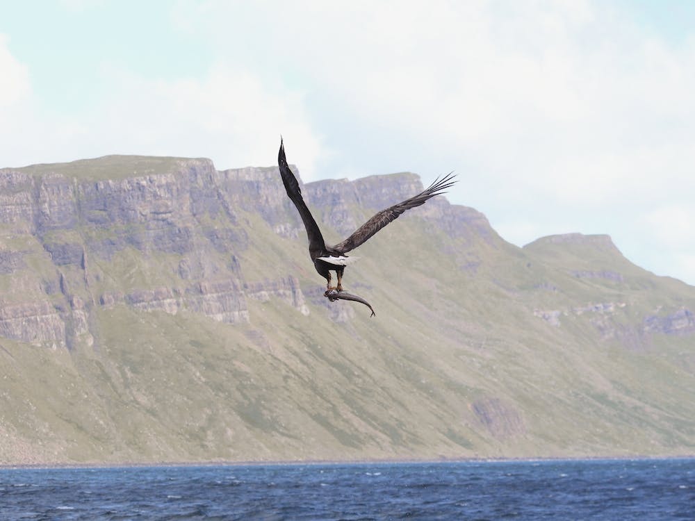 Osprey Over Ocean