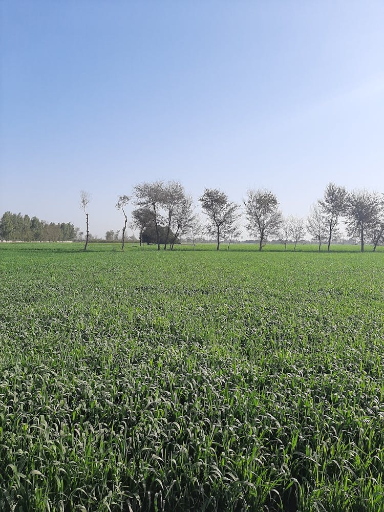 Field Of Wheat