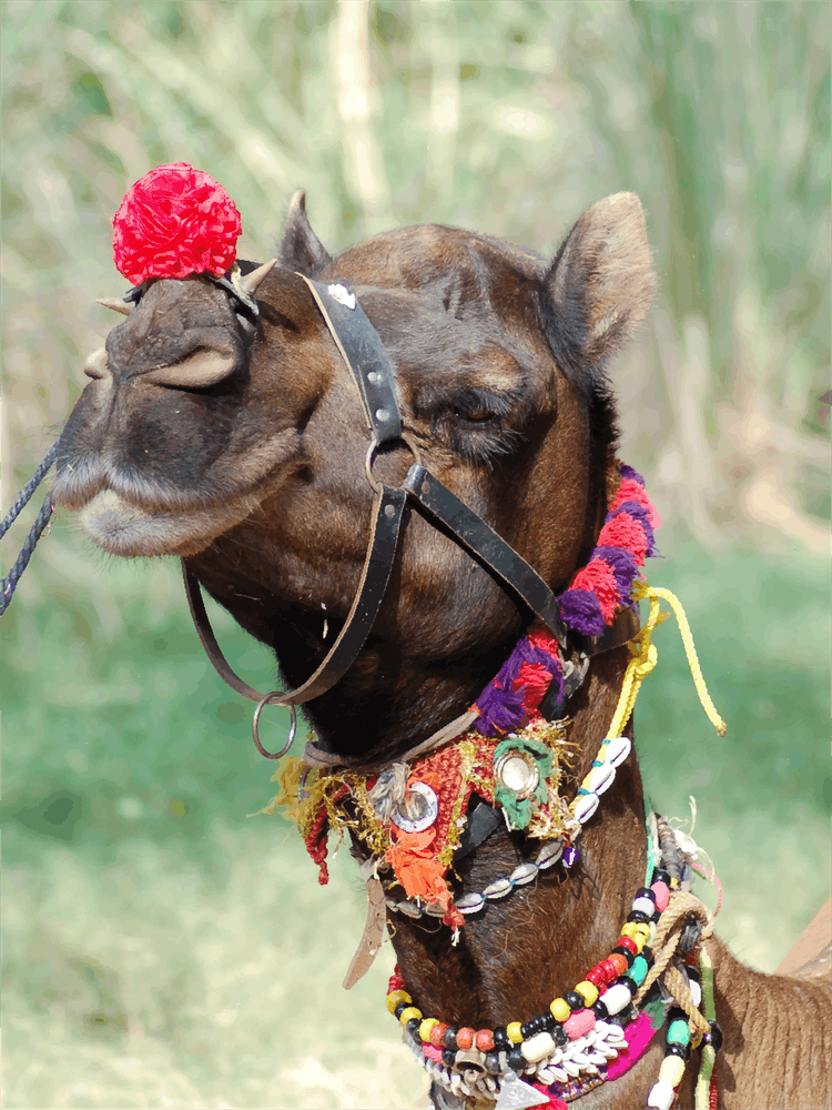 Camel In Rajasthan