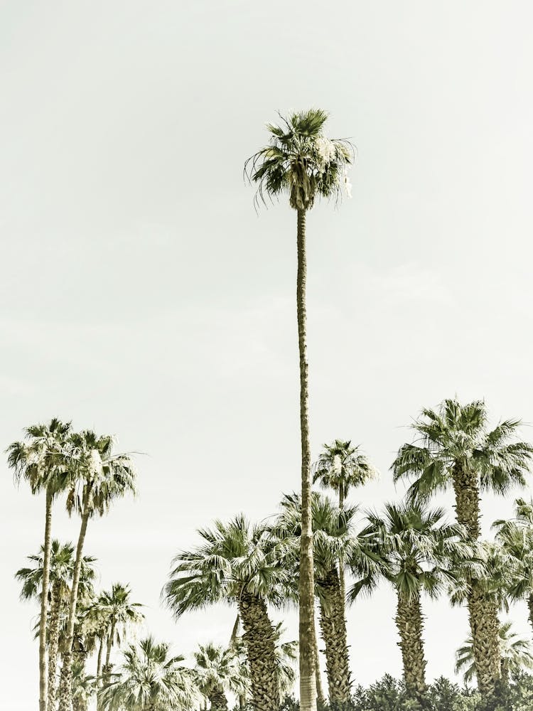 Vintage Palm Trees At The Beach