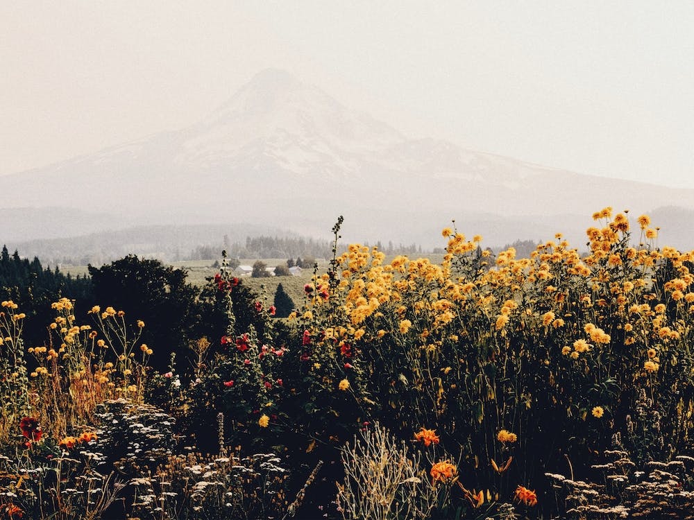 Mountain Wildflowers