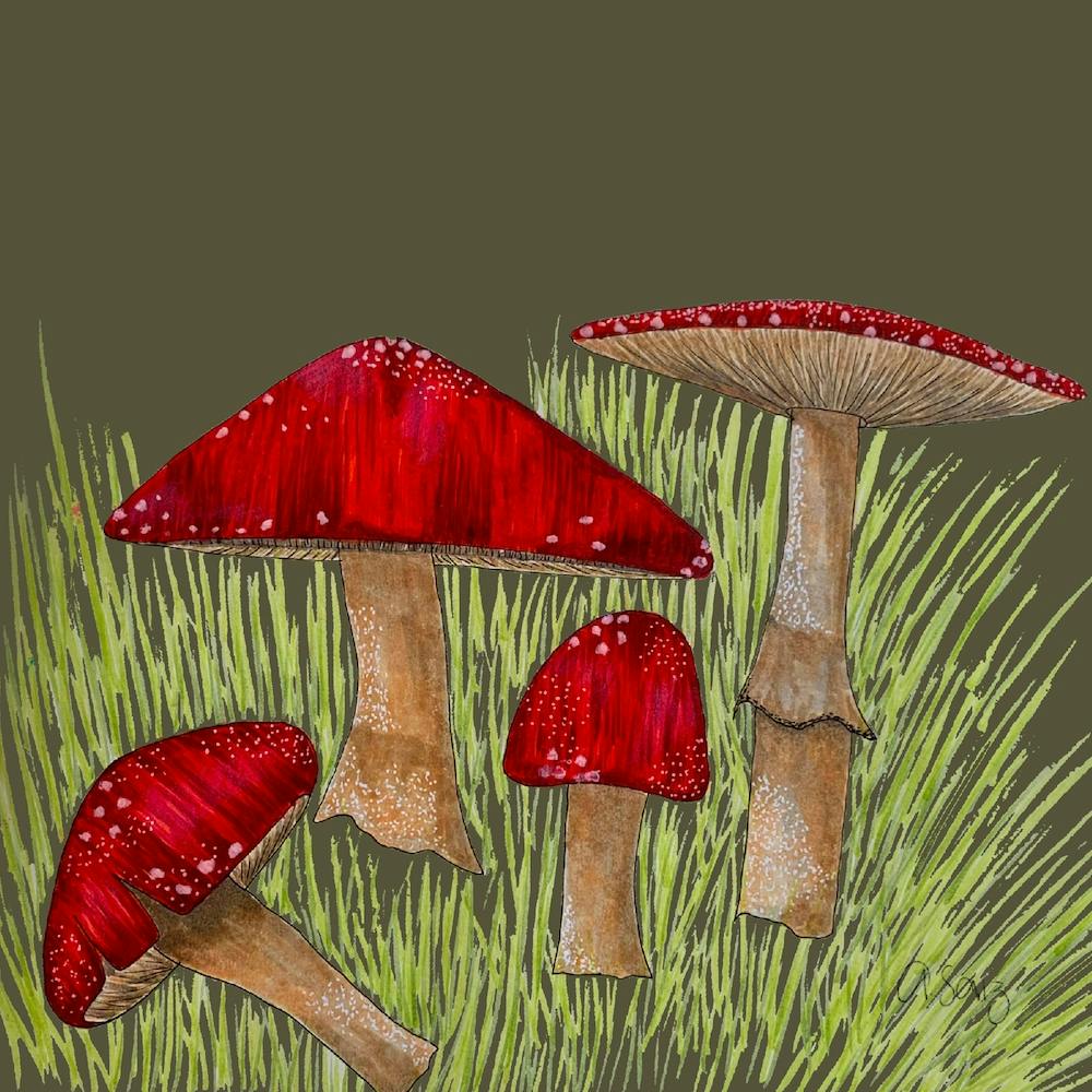 Mushrooms 1