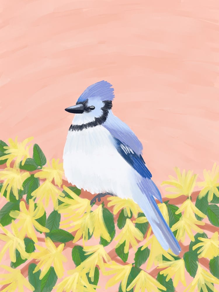 Blue Jay  Bird