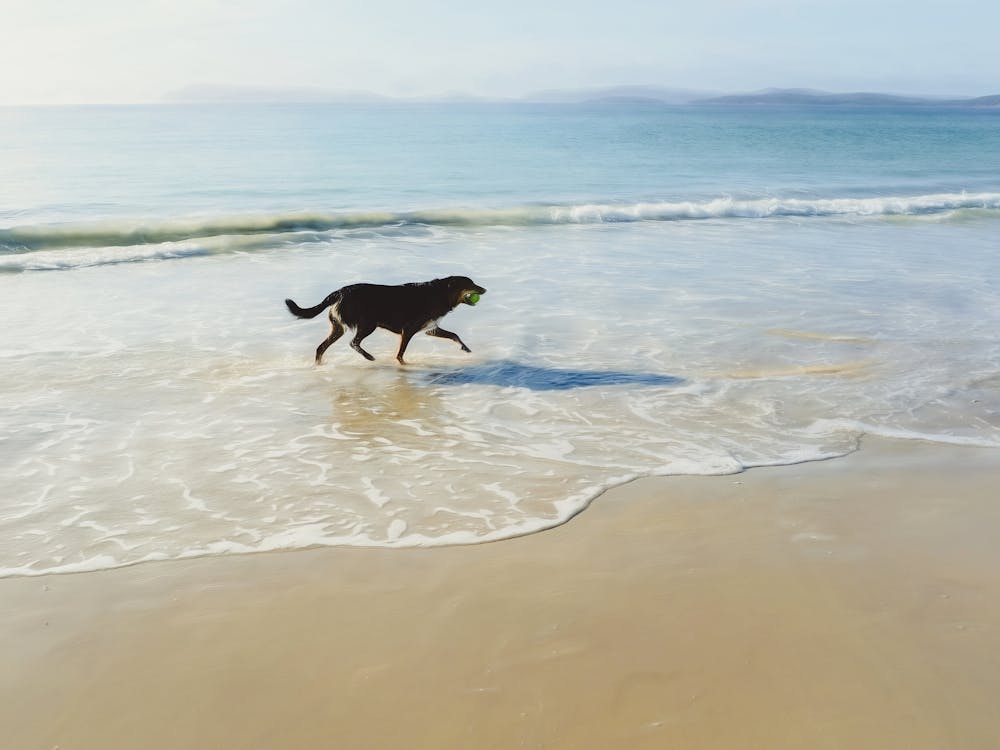 Hund mit Ball am Strand