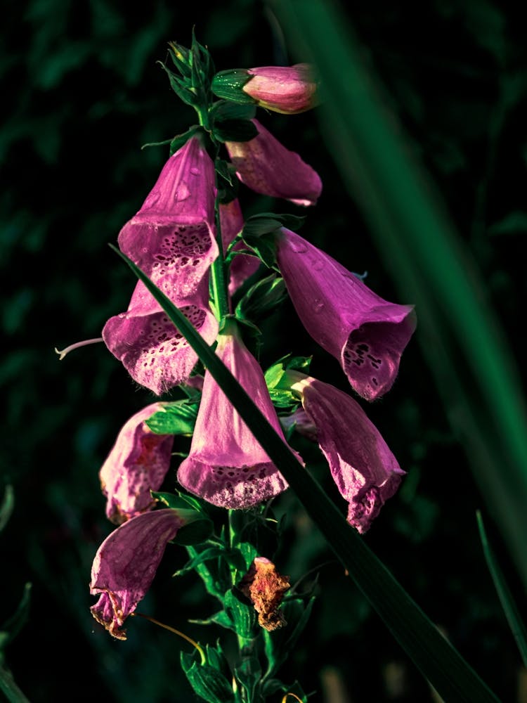 A Purple Flower In The Sunlight