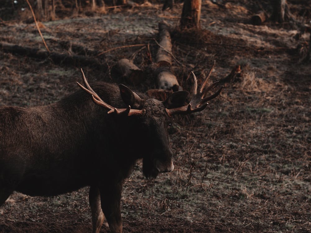 Bull Moose View
