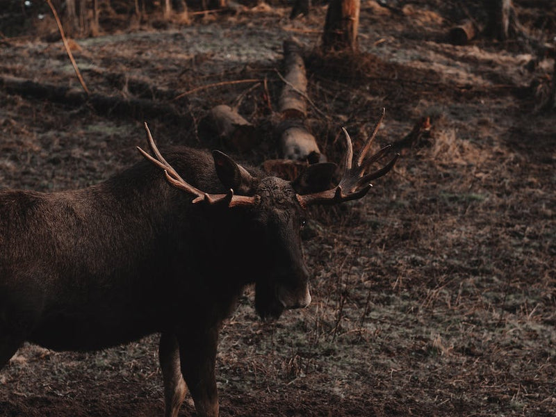 Bull Moose View
