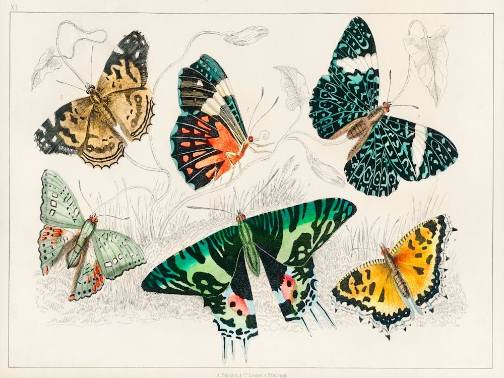 Collection Of Various Butterflies, Oliver Goldsmith