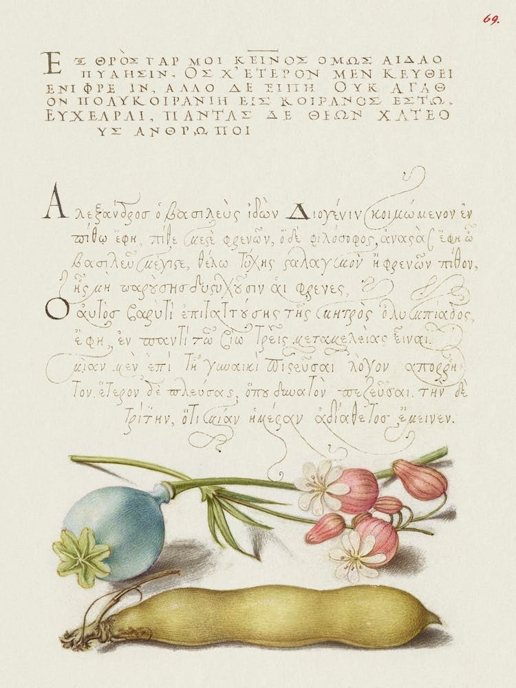 Opium Poppy, Bladder Campion, And Broad Bean From Mira Calligraphiae Monumenta, Joris Hoefnagel