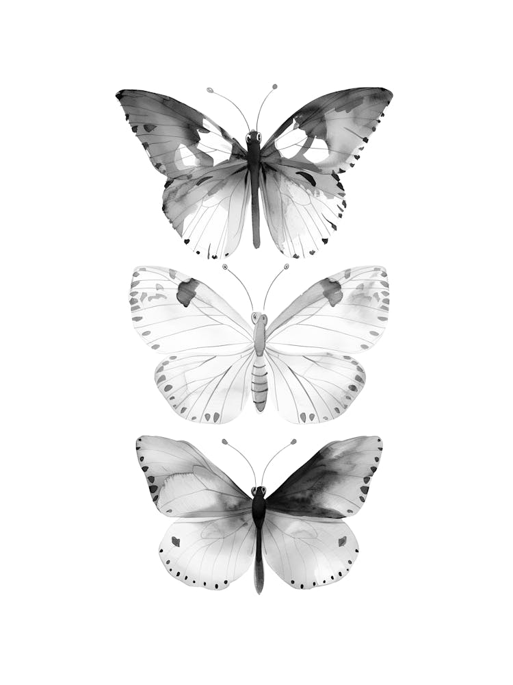 Butterflies In Black And White