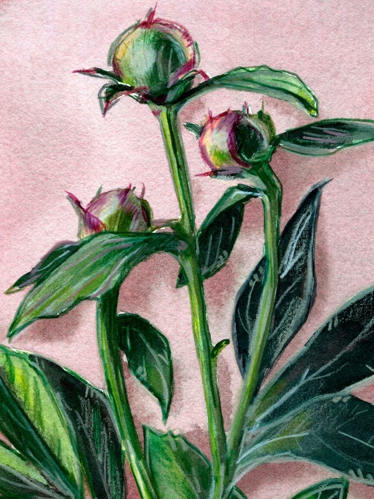 Pfingstrosen Blumen Aquarellmalerei