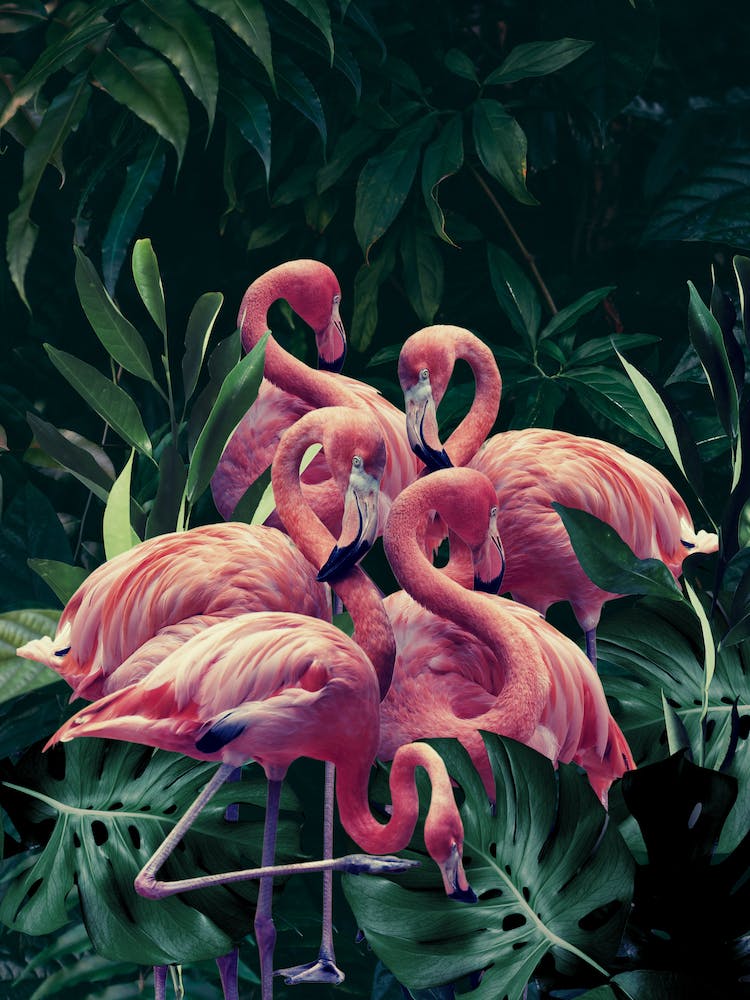 Rosa Flamingos