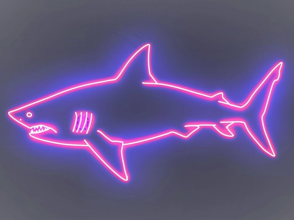 Neon Magenta Angel Shark 3