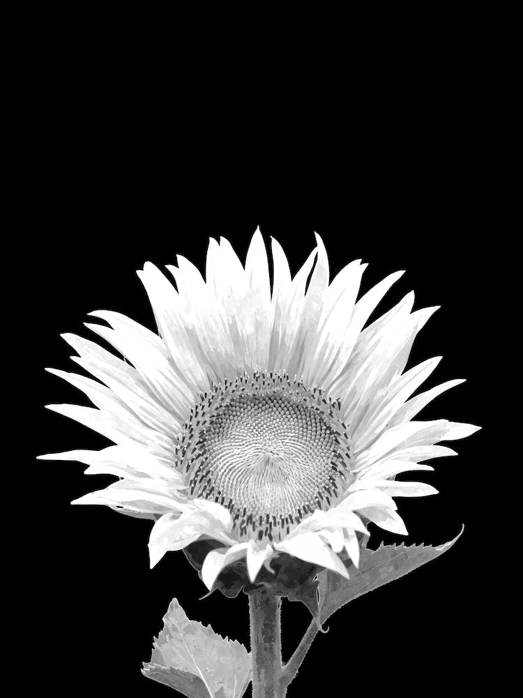Black and White Sunflower
