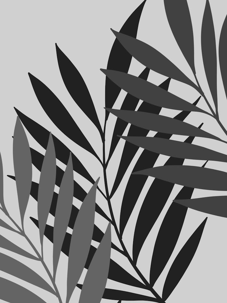 Black And White Palm Leaves 2