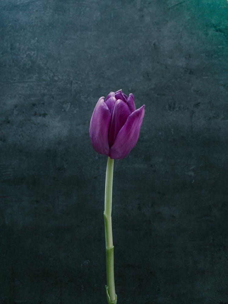 Blumen Tulpenblüte