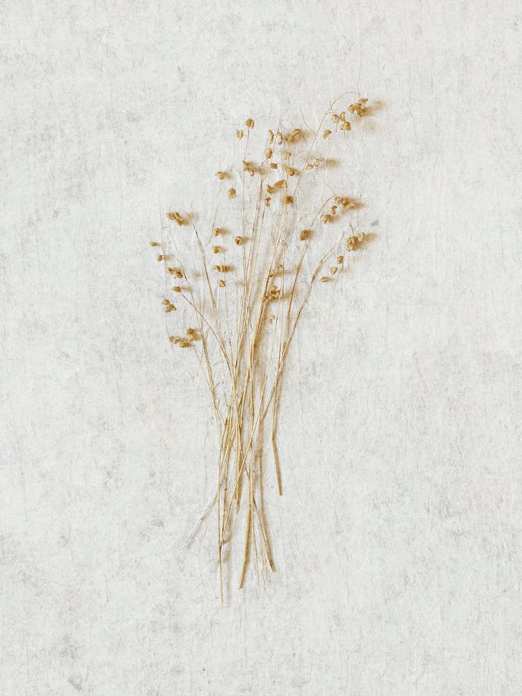 Delicate Wild Botanicals