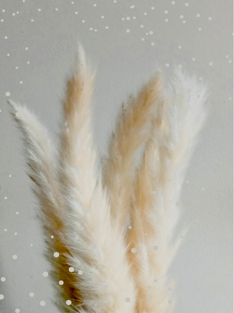 Pampas Grasses