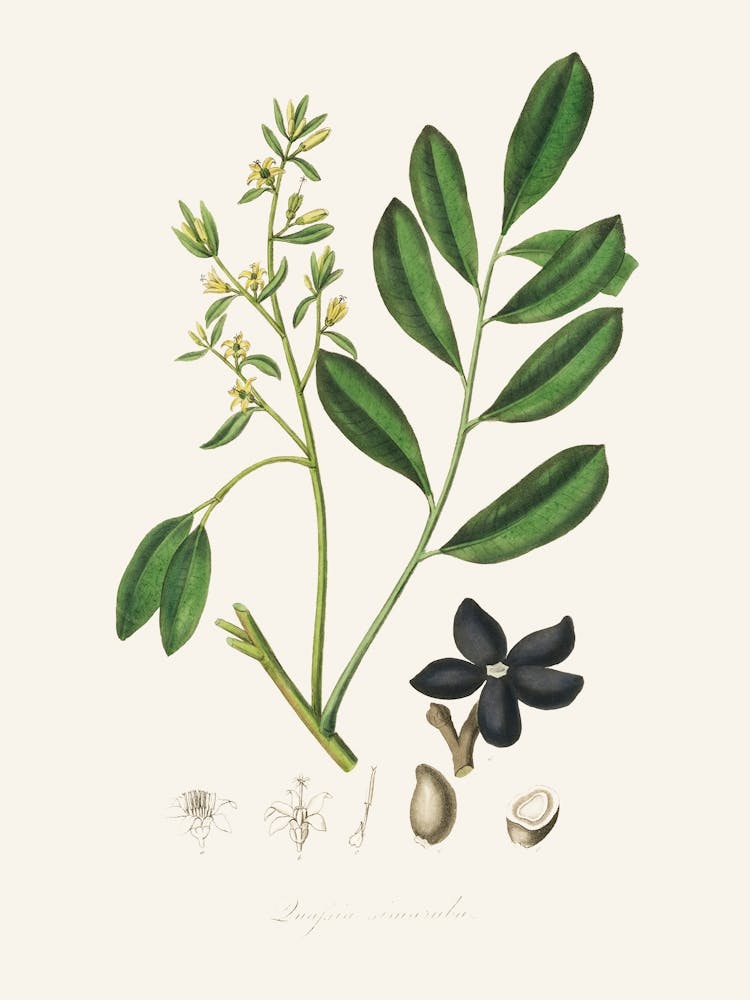 Vintage Botanical John Stephenson and James Morss Churchill_2731678