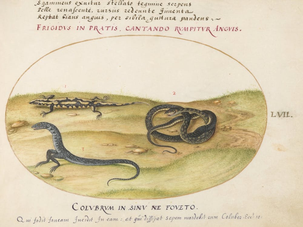 Animalia Qvadrvpedia et Reptilia (c. 1575-1580), Joris Hoefnagel 4