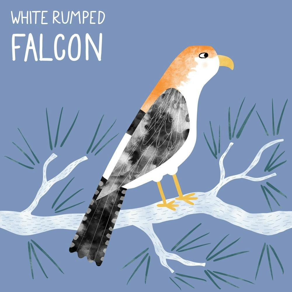 White Rumped Falcon Bird of Prey