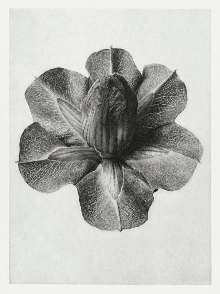 Cup And Saucer Vine (1928), Karl Blossfeldt