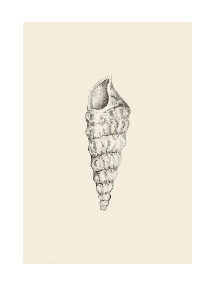 Illustration 605 'Pencil Seashell', Aga Szafranska