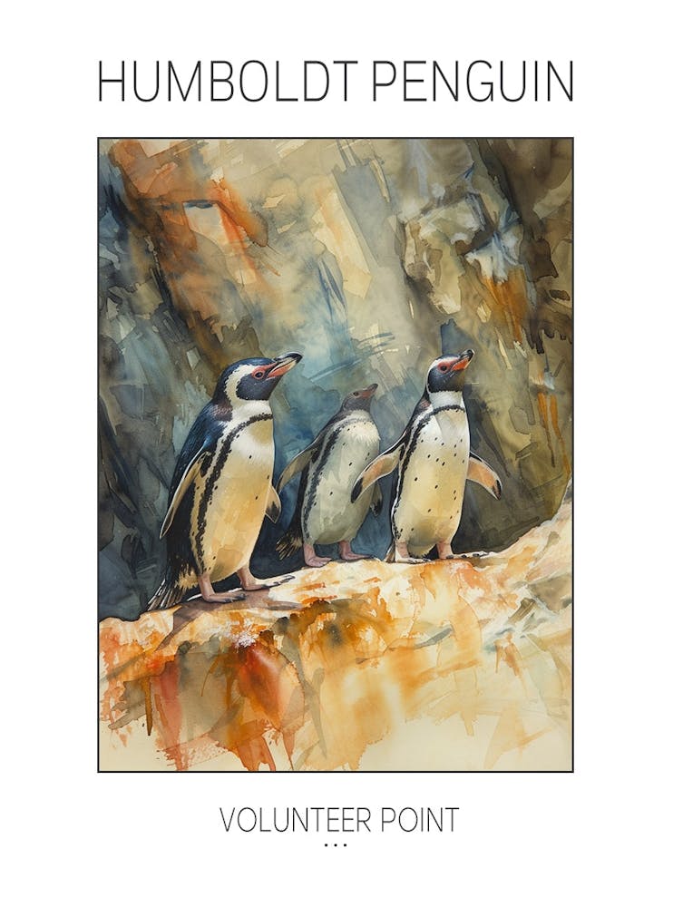 Humboldt Penguin Volunteer Point Watercolour Painting 1 Poster