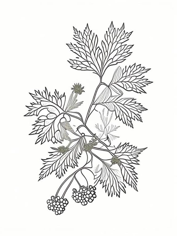 Hawthorn Herb William Morris Inspired Line Drawing 1